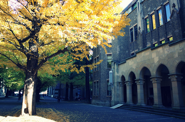 東京大学本郷キャンパスの銀杏の紅葉