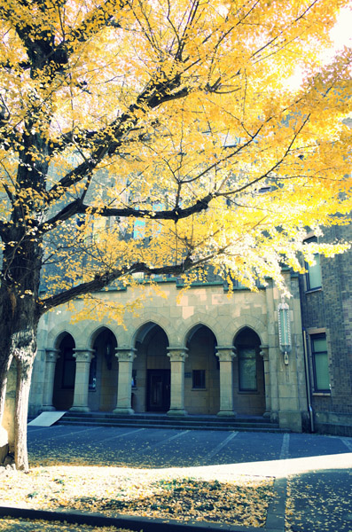 東京大学本郷キャンパスの銀杏の紅葉