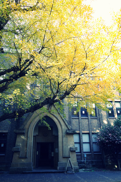 東京大学本郷キャンパスの銀杏の紅葉