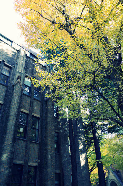 東京大学本郷キャンパスの銀杏の紅葉