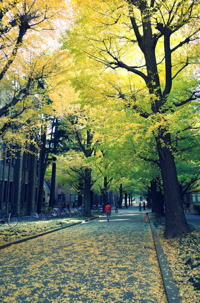 東京大学本郷キャンパスの銀杏の紅葉