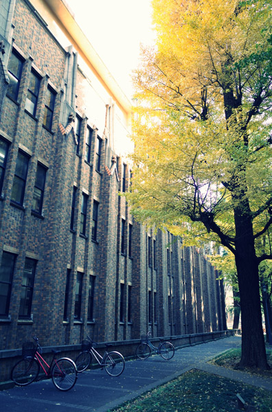 東京大学本郷キャンパスの銀杏の紅葉
