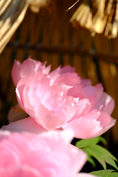 쓌Ƌ{ڂ񉑂̓~ڂ