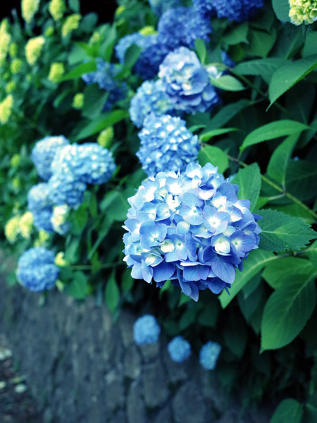 sq̔򒹎R̃AWTC̉
