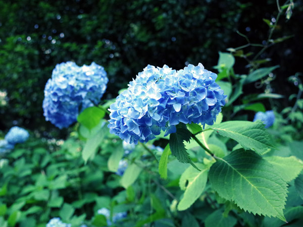 sq̔򒹎R̃AWTC̉